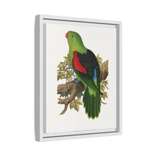 Red-winged parakeet (Aprosmictus erythropterus) colored wood-engraved plate by Alexander Francis Lydon