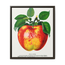 Wolf River apple lithograph. Digitally enhanced from our own original 1900 edition plates of Botanical Specimen published by Rochester Lithographing - NOMADEN ART GALLERY