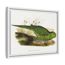 Green Ground Parrot (Pezoporus wallicus) colored wood-engraved plate by Alexander Francis Lydon