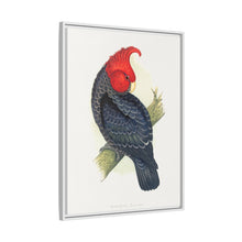Gang-Gang Cockatoo (Callocephalon fimbriatum) colored wood-engraved plate by Alexander Francis Lydon