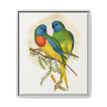 Splendid Parrakeet (Neophema splendida) colored wood-engraved plate by Alexander Francis Lydon - NOMADEN ART GALLERY