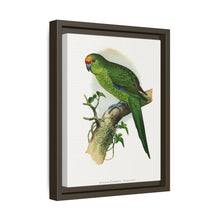 Golden-Crowned Parrakeet (Cyanoramphus auriceps) colored wood-engraved plate by Alexander Francis Lydon