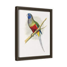 Blue Bonnet Parrakeet (Northiella haematogaster) colored wood-engraved plate by Alexander Francis Lydon.