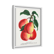 Vermont Beauty pear lithograph. Digitally enhanced from our own original 1900 edition plates of Botanical Specimen published by Rochester Lithographing