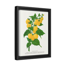 Golden queen raspberry lithograph. Digitally enhanced from our own original 1900 edition plates of Botanical Specimen published by Rochester Lithographing - NOMADEN ART GALLERY