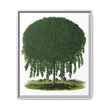 Kilmarnock Weeping Willow tree lithograph. Digitally enhanced from our own original 1900 edition plates of Botanical Specimen published by Rochester Lithographing - NOMADEN ART GALLERY