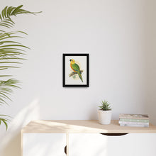 Jendaya Conure (Aratinga jandaya) colored wood-engraved plate by Alexander Francis Lydon. - NOMADEN ART GALLERY