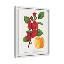Japan Quince tree lithograph. Digitally enhanced from our own original 1900 edition plates of Botanical Specimen published by Rochester Lithographing