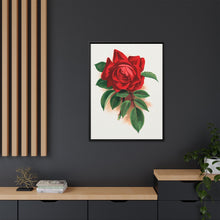 Red rose, Alfred Colomb lithograph. Digitally enhanced from our own original 1900 edition plates of Botanical Specimen published by Rochester Lithographing