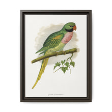 Javan Parrakeet (Psittacula alexandri) colored wood-engraved plate by Alexander Francis Lydon. - NOMADEN ART GALLERY