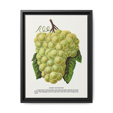 Green Mountain grape lithograph. Digitally enhanced from our own original 1900 edition plates of Botanical Specimen published by Rochester Lithographing - NOMADEN ART GALLERY