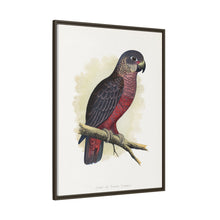Dusky or Violet Parrot (Pionus fuscus) colored wood-engraved plate by Alexander Francis Lydon.