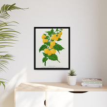 Golden queen raspberry lithograph. Digitally enhanced from our own original 1900 edition plates of Botanical Specimen published by Rochester Lithographing