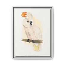 Great Salmon-Crested Cockatoo (CACATUA MOLUCCENSIS) colored wood-engraved plate by Alexander Francis Lydon. - NOMADEN ART GALLERY