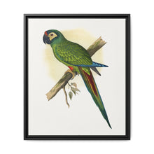 llliger's Macaw (Primolius maracana) colored wood-engraved plate by Alexander Francis Lydon - NOMADEN ART GALLERY