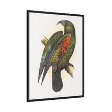 Mountain Parrot (Nestor notabilis) colored wood-engraved plate by Alexander Francis Lydon