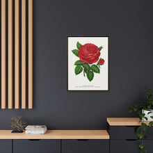 Red rose, General Jacquemont flower lithograph. Digitally enhanced from our own original 1900 edition plates of Botanical Specimen published by Rochester Lithographing