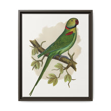 Alexandrine Parakeet (Psittacula eupatria) colored wood-engraved plate by Alexander Francis Lydon. - NOMADEN ART GALLERY