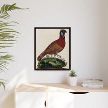 A horned Indian pheasant standing on the grass by J. Pass after J. E. Ihle.