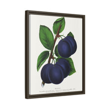 Niagara plum lithograph. Digitally enhanced from our own original 1900 edition plates of Botanical Specimen published by Rochester Lithographing