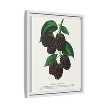 Lucretia Dewberry lithograph. Digitally enhanced from our own original 1900 edition plates of Botanical Specimen published by Rochester Lithographing