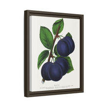 Niagara plum lithograph. Digitally enhanced from our own original 1900 edition plates of Botanical Specimen published by Rochester Lithographing