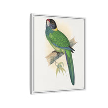 Lydon's Yellow-Naped Parrakeet | Vintage Bird Wall Art Print