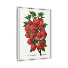 Industry Gooseberry lithograph. Digitally enhanced from our own original 1900 edition plates of Botanical Specimen published by Rochester Lithographing