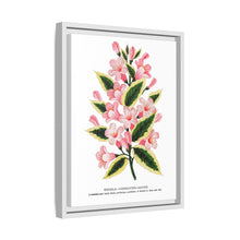 Pink flowers, Weigela lithograph (1900)
