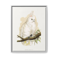 Goffin's Cockatoo (Cacatua goffiniana) colored wood-engraved plate by Alexander Francis Lydon. - NOMADEN ART GALLERY