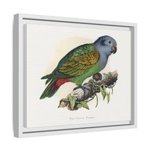 Red-Vented Parrot (Amazona martinicana) colored wood-engraved plate by Alexander Francis Lydon