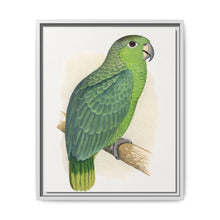 Mealy Amazon (Amazona farinosa) colored wood-engraved plate by Alexander Francis Lydon - NOMADEN ART GALLERY