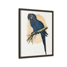 Hyacinthine Macaw (Anodorhynchus hyacinthinus) colored wood-engraved plate by Alexander Francis Lydon.