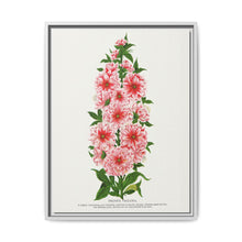Prunus Triloba flower lithograph. Digitally enhanced from our own original 1900 edition plates of Botanical Specimen published by Rochester Lithographing - NOMADEN ART GALLERY