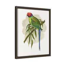 Blossom-Headed Parrakeet (Psittacula roseata) colored wood-engraved plate by Alexander Francis Lydon.