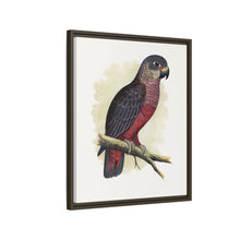 Dusky or Violet Parrot (Pionus fuscus) colored wood-engraved plate by Alexander Francis Lydon.