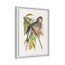 Bourke's Parrakeet (Neopsephotus bourkii) colored wood-engraved plate by Alexander Francis Lydon.