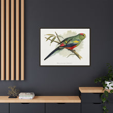 Many-Coloured Parrakeet (Psephotellus varius) colored wood-engraved plate by Alexander Francis Lydon