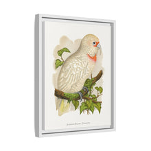 Placa xilográfica coloreada de cacatúa de pico fino (Cacatua tenuirostris) de Alexander Francis Lydon.
