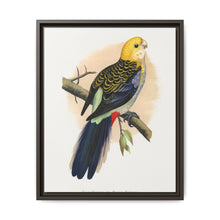 Pale-Headed or Mealy Rosella (Platycercus adscitus) colored wood-engraved plate by Alexander Francis Lydon. - NOMADEN ART GALLERY