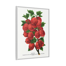 Industry Gooseberry lithograph. Digitally enhanced from our own original 1900 edition plates of Botanical Specimen published by Rochester Lithographing