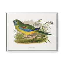 Turquoisine (Neophema pulchella) colored wood-engraved plate by Alexander Francis Lydon - NOMADEN ART GALLERY