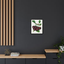 Black Tartarian cherry lithograph. Digitally enhanced from our own original 1900 edition plates of Botanical Specimen published by Rochester Lithographing