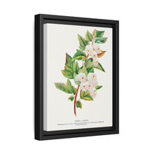 Spirea Aurea flowers lithograph. Digitally enhanced from our own original 1900 edition plates of Botanical Specimen published by Rochester Lithographing - NOMADEN ART GALLERY