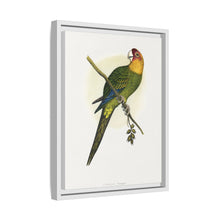 Carolina Parrot (Conuropsis carolinensis) colored wood-engraved plate by Alexander Francis Lydon.