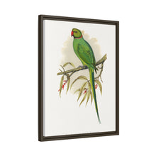 Ring-Necked or Bengal Parakeet (Psittacula columboides) colored wood-engraved plate by Alexander Francis Lydon