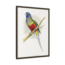 Blue Bonnet Parrakeet (Northiella haematogaster) colored wood-engraved plate by Alexander Francis Lydon.