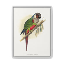White-Eared Conure (Pyrrhura leucotis) colored wood-engraved plate by Alexander Francis Lydon - NOMADEN ART GALLERY
