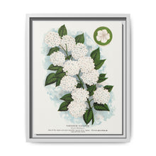 Japanese snowball flower lithograph. Digitally enhanced from our own original 1900 edition plates of Botanical Specimen published by Rochester Lithographing - NOMADEN ART GALLERY