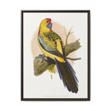 Yellow-Rumped Parrakeet (Platycercus elegans flaveolus) colored wood-engraved plate by Alexander Francis Lydon. - NOMADEN ART GALLERY